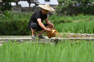 picture-alliance/Xinhua News Agency/Huang Zongzhi Ein Bauer setzt in einem Reisfeld in Qingtian County Fische frei.