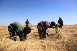 picture-alliance/Bildagentur-online/Sunny Celeste Teff is a neglected species even though it is a staple food in Ethiopia: harvest in the Amhara region in 2023.